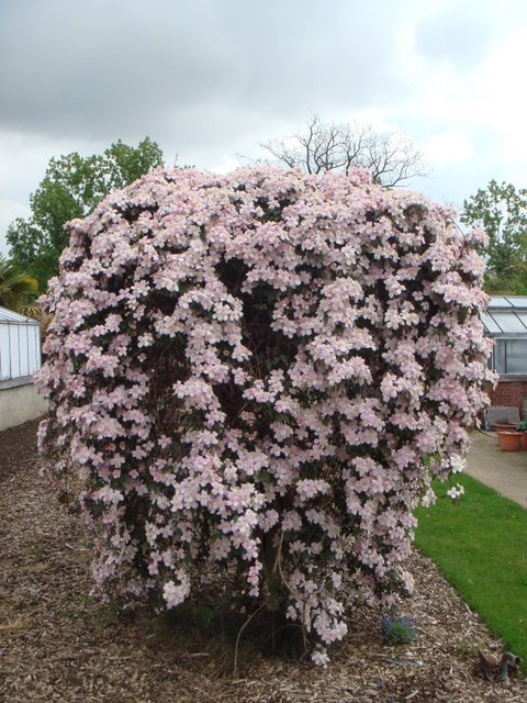 Clematis montana 'Tetrarose'